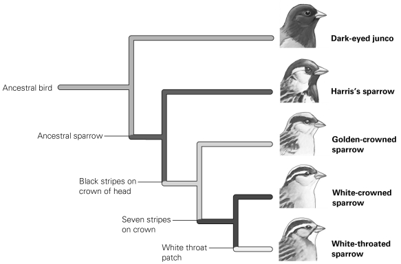 <strong> In this phylogeny feather pattern on the head is the trait used to separate the sparrows into groups. DNA analysis suggests a different phylogeny that places white-crowned birds and golden-crowned birds more closely together. Therefore, what process results in the striped pattern on the head?</strong> A) convergent evolution B) sexual selection C) genetic drift D) endosymbiosis