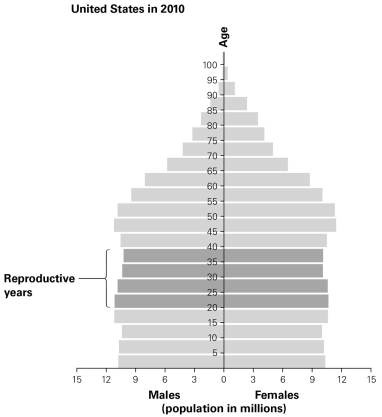 <strong>  Based on the population pyramid of the United States in 2010, as seen in this figure, what predictions can be made about the population?</strong> A) It will be in a demographic transition. B) It will experience a decrease. C) It will experience a decrease after a period of high demographic momentum. D) It will remain relatively stable due to low demographic momentum. <div style=padding-top: 35px> 