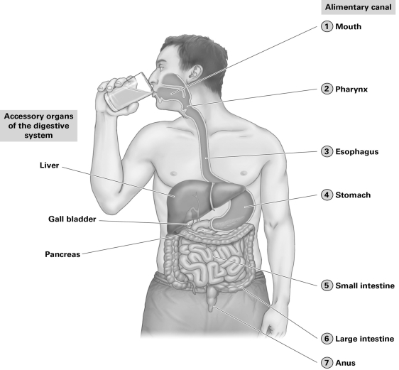 <strong> Which organ secretes a buffer that neutralizes the acidity of stomach acid?</strong> A) gall bladder B) liver C) pancreas D) pharynx