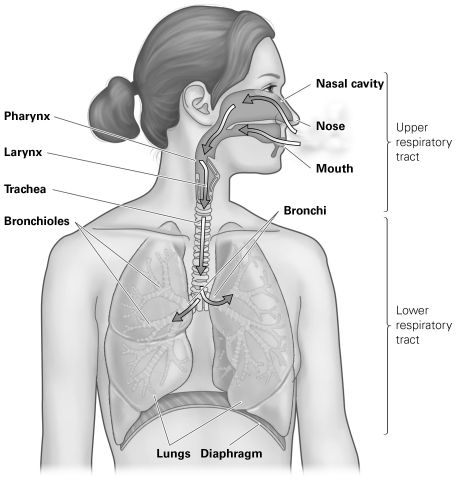 <strong> Refer to the figure to answer the following question: Which structure will connect to alveoli, where gas exchange will occur?</strong> A) larynx B) trachea C) bronchi D) bronchioles
