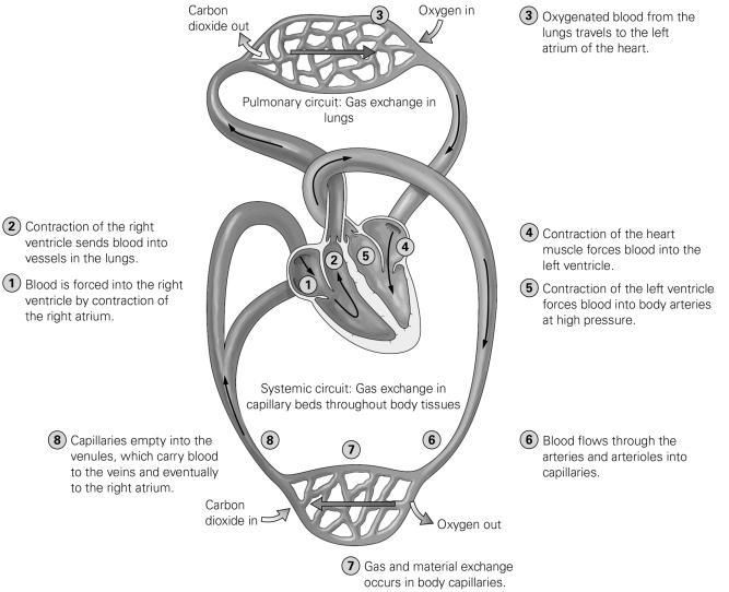 -Refer to the figure to answer the following question: In which of the labeled regions would blood pressure be the highest?