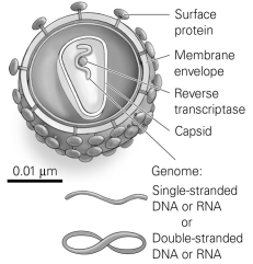 <strong> Refer to the figure to answer the following question: Which statement about viruses is correct?</strong> A) Viruses are composed of cells. B) Viruses have no genome. C) Viruses can make their own enzymes. D) The genes of a virus code for proteins necessary to make more viruses.