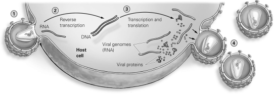 <strong> Refer to the figure to answer the following question: During which step in replication is the virus dependent upon the use of its own reverse transcriptase?</strong> A) Step 1 B) Step 2 C) Step 3 D) Step 4