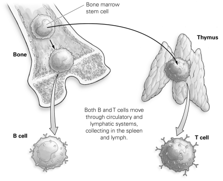 <strong> Refer to the figure to answer the following question: A disease that prevented the continued development of lymphocytes in the bone might cause which action?</strong> A) It would lead to a reduced cell-mediated response. B) It would lead to an incomplete development of T cells. C) It would prevent the formation of T4 cells. D) It would lead to a reduced antibody-mediated response.