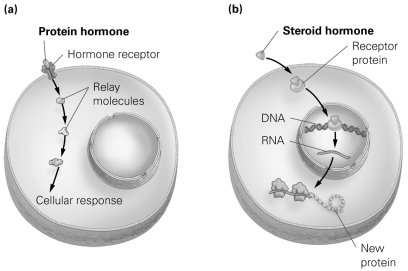 <strong> Consider the figure illustrating the two major classes of hormones and their actions. Which class of hormones would you expect to be ideally suited for long-term processes such as growth and development?</strong> A) protein hormones, because they can relay messages B) steroid hormones, because they can turn specific genes on or off C) protein hormones, because they cannot cross cell membranes D) steroid hormones, because they can diffuse across cell membranes