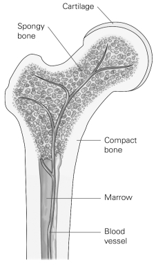 <strong> Refer to the figure to answer the following question: Which component of bone is responsible for producing blood cells?</strong> A) cartilage B) marrow C) spongy bone D) compact bone