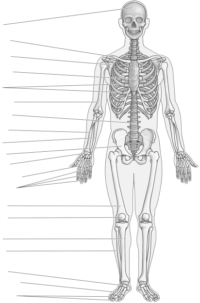 Label the parts of the human skeleton.
