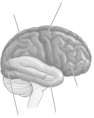 -Refer to the diagram to answer the following question: A blow to which part of the head could lead to loss of vision?