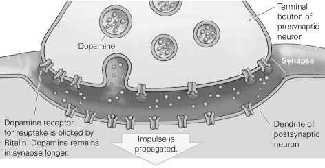 -Refer to the figure for the following question: Drug addiction is characterized by tolerance, in which the user must ingest more of the drug to obtain the same effect. Cellularly, tolerance can be explained by the fact that prolonged use of a drug such as cocaine leads to ________ in the number of receptor proteins present in the postsynaptic neuron.