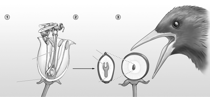 -The diagram shows flowers, seeds, and fruits. All the following make up a seed EXCEPT a(n)