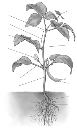 <strong>  As shown here, what is a bean/bean pod actually?</strong> A) stem B) fruit C) axillary bud D) petiole <div style=padding-top: 35px> 
