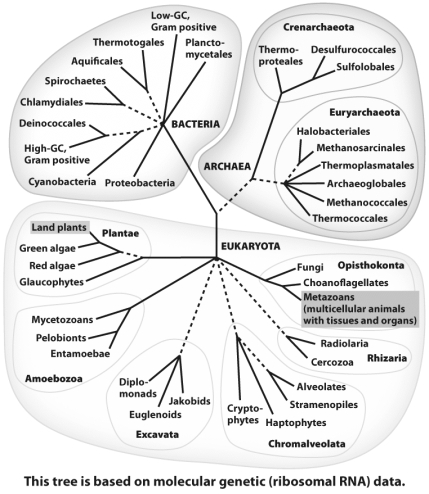 According to the phylogenetic tree above,fungi are more related to