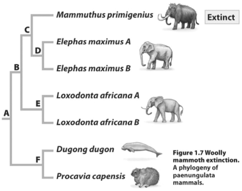 <strong>  If you could protect from extinction only the lineages derived from two of the nodes in the figure above,which pair would you save to yield the greatest phylogenetic diversity?</strong> A)Nodes E and F C)Nodes C and D B)Nodes D and E D)All of the above choices are equivalent. <div style=padding-top: 35px> 