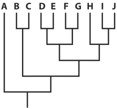 The loss of which species on the figure above would represent the loss of the most significant phylogenetic diversity?