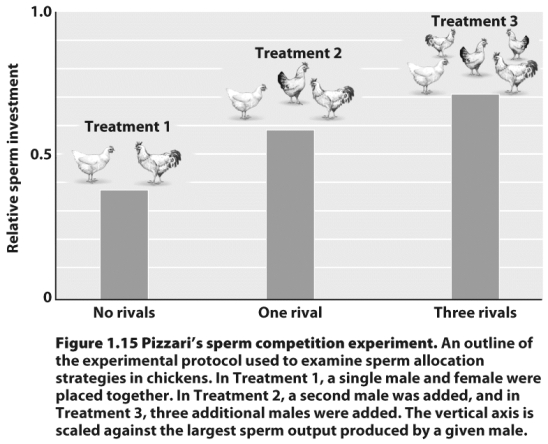 <strong>  The figure above indicates that as the number of male competitors for a single female chicken increased,</strong> A)female chickens stored more sperm. B)female chickens mated with more males. C)the quantity of sperm a male used to inseminate the female increased. D)aggression increased in male chickens. <div style=padding-top: 35px> 