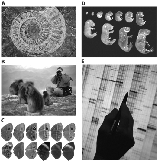 The five photographs above illustrate some of the sources for the data that evolutionary biologists use to test their hypotheses.Make a short list of other types of data that would be useful for evolutionary biologists to use in their studies,and explain how they would be useful to evolutionary biologists.