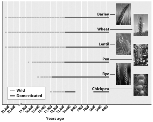 The archeological record indicates when people began using various grains and legumes and when these food plants were domesticated.Looking at the figure above,estimate how long humans have been selectively breeding grains.(Note that the gaps in the figure represent periods when no evidence of that crop was found.)