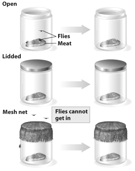 <strong>  Francesco Redi's experiment,illustrated in the figure above,addressed the question of whether flies spontaneously generated from meat carcasses.Which of the following statements regarding this experiment is (are)true?</strong> A)Meat in jars with an open lid developed maggots. B)Meat in lidded jars did not develop maggots. C)Meat left in jars with mesh covered lids developed maggots. D)A and B <div style=padding-top: 35px> 