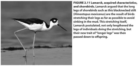 Lamarck's hypothesis of inheritance of acquired characteristics is illustrated and explained in the example of long legged shorebirds in the figure above.Describe your own Lamarckian explanation for another trait that you have observed in a living organism.