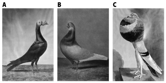   Choose one of the three pigeon varieties from the figure above,and describe what steps breeders may have gone through to produce the unusual characteristics depicted.<div style=padding-top: 35px> 