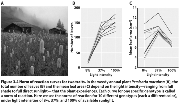 <strong> According to the figure above,which of the following statements is true?</strong> A)Genotypes do not code for a fixed leaf size. B)Genotypes do not code for a fixed leaf area. C)Genotypes code for a number and area of leaves that depends on the intensity of light to which the plant is exposed. D)All of the above