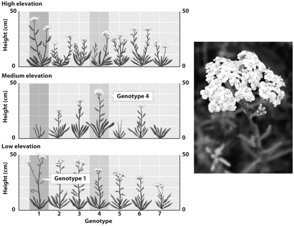 <strong> According to the figure above,plants with genotype 1</strong> A)grow tall at high and low elevations but are short at medium elevations. B)respond the same to each elevation. C)grow tallest at medium elevations and shorter at high and low elevations. D)B and C