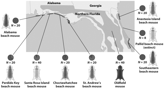 <strong> In principle,the variations in oldfield mouse coat color illustrated in the figure above could result from</strong> A)genetic differences. B)environmental differences. C)differences in diet. D)exposure to sunlight. E)All of the above
