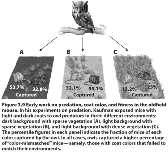 <strong> The experiment shown above demonstrates</strong> A)the inheritance of acquired characteristics. B)a selective disadvantage to mice with coats that match the color of their environment. C)a selective advantage to mice with coats that match the color of their environment. D)A and B E)A and C