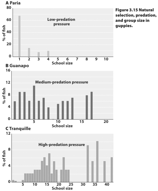 <strong> According to the figure above,which of the following statements is true?</strong> A)The percentage of fish found in larger groups increases as predation pressure increases. B)The percentage of fish found in larger groups increases as predation pressure decreases. C)The percentage of fish found in larger groups is not affected by changes in predation pressure. D)None of the above