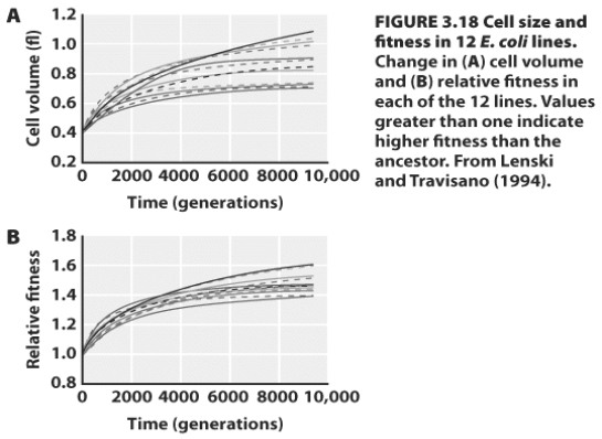 <strong> Lenski and Travisano compared what happened to the fitness of cells in 12 replicate lines of E.coli.According to the graphs above,which of the following statements is (are)true?</strong> A)After only 500 generations, natural selection had already increased fitness in the evolving strains. B)Average fitness decreased substantially over the first 2000 to 3000 generations. C)Average fitness increased substantially over the first 2000 to 3000 generations. D)A and B E)A and C