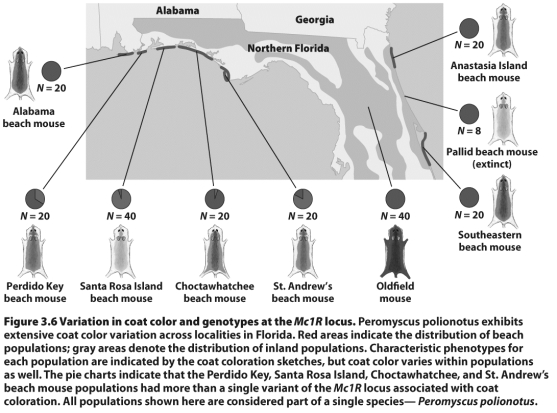 Geological evidence reveals that the barrier islands where the populations of oldfield mice shown in the figure above occur formed only 6000 years ago.Presumably,divergence in coat color occurred after the islands' formation (Hoekstra et al.2006).Explain how these dramatic variations in coat color between populations could have evolved over such a short period relative to the scale of evolutionary time.