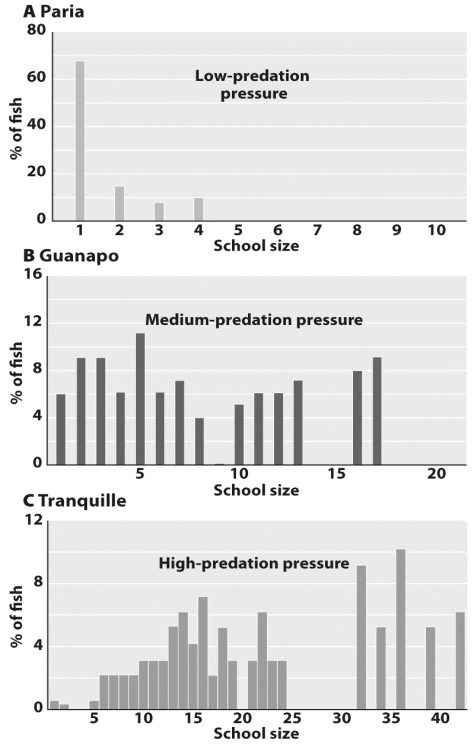 The figure above illustrates the findings of an observation study examining the selection pressure of predation on group size and behavior in guppies.Interpret the graphs,and explain the results.