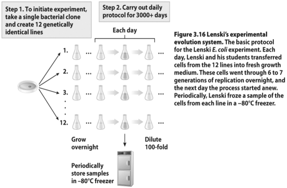 The text presents the experiments of Richard Lenski and his colleagues,who set up long-range experiments on E.coli.In the experiment illustrated in the figure above,12 parallel E.coli lineages were created and maintained,cells from each line were periodically frozen,and the team followed the lineages for more than 50,000 generations.Why were these experiments groundbreaking? How have these experiments revolutionized the sorts of questions evolutionary biologists can ask?