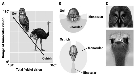 Compare the placement of eyes in an ostrich to that in an owl.What are the trade-offs in physical constraint that each faces?