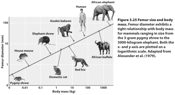 In the figure above,you can see that if we compare leg diameter to body mass in mammals,from the shrew to the elephant,all conform to a tightly defined relationship,even across a million-fold difference in body mass.Why is this so?
