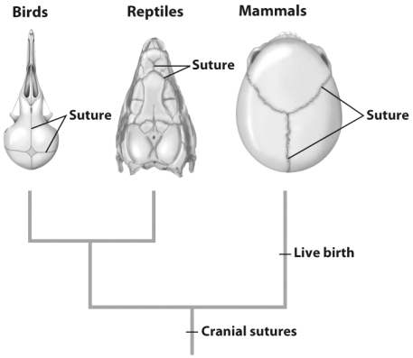 Darwin proposed that the sutures in the skulls of young mammals were wonderfully adapted to aid in the passage through the birth canal,but he also argued that they could not have been originally adapted for that purpose.Studying the figure above,explain what evidence allowed Darwin to make that argument?