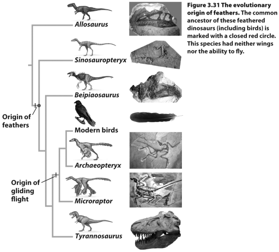 Based on the figure above,use phylogenetic reasoning to explain whether feathers evolved for flight,and why.What other possible advantages could feathers provide? Is there a way to determine which was the original selective function? Explain your answer.