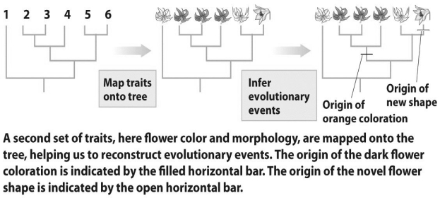 <strong> Based on the figure above,which of the following statements is true?</strong> A)Flower shape was used to infer this phylogenetic tree. B)The origin of a new flower shape evolved after the origin of dark coloration. C)The origin of a new flower shape evolved before the origin of dark coloration. D)A and B E)None of the above