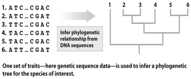 <strong> Based on the figure above,which of the following statements is true?</strong> A)There is a one base change between the analyzed sequences of lineages 1 and 2. B)There is a one base change between the analyzed sequences of lineages 2 and 3. C)The analyzed sequences of lineages 5 and 6 are the most similar. D)A and B E)B and C