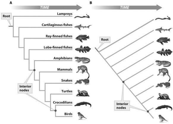 <strong> Based on the figure above,what does the lower interior node in each figure represent?</strong> A)An ancestral population B)The common ancestor of birds and crocodilians C)The common ancestor to all tetrapods D)A and B