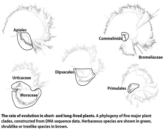 <strong> In the figure above,the shrublike or treelike species are circled in black.Based on the figure,which of the following statements is true?</strong> A)For the herbaceous species, the branch lengths tend to be shorter, and the rates of sequence change more slowly. B)For the herbaceous species, the branch lengths tend to be longer, and the rates of sequence change more slowly. C)For the herbaceous species, the branch lengths tend to be longer, and the rates of sequence change faster. D)For the herbaceous species, the branch lengths tend to be shorter, and the rates of sequence change faster.