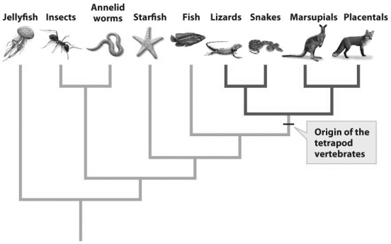 <strong> Vestigial traits serve as a strong test of Darwin's theory of evolution by common ancestry.Based on the figure above,in which limbless organisms would you expect to find vestigial limbs?</strong> A)Jellyfish C)Fish B)Annelid worms D)Snakes