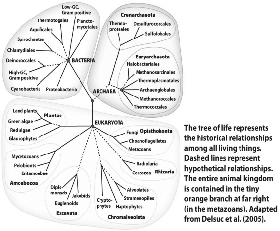 Examine the tree of life of all known living organisms in the figure above.Describe the relationship of the animal kingdom to the rest of life on Earth.
