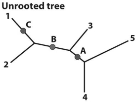 Based on the figure above,draw the three rooted trees that would result from rooting at each of the nodes (A,B,and C)indicated by the labeled dots.