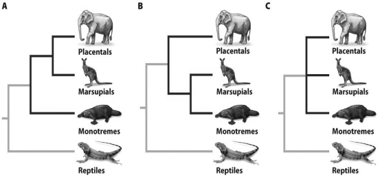 Considering the figure above,what are the sister taxa,outgroups,and polytomies in each of the trees?