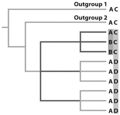 Based on the tree above,draw a tree that resolves two of the four polytomies and explain why you are able to do so using the tree above and your own illustrations.