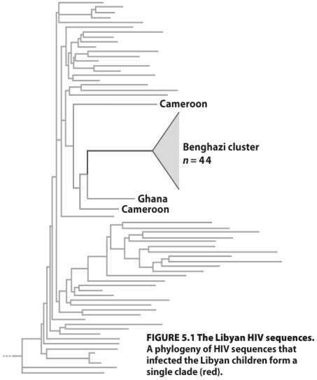 <strong> In the figure above,the HIV that infected more than 400 children in a Benghazi hospital</strong> A)is closely related to strains from Cameroon and Ghana. B)comprises many different strains of widely divergent origin. C)suggests a single introduction was responsible for the outbreak. D)A and C E)All of the above