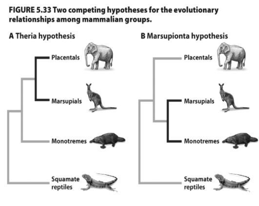<strong> Based on the figure above,which of the following statements regarding the competing hypotheses is true?</strong> A)The placentals and marsupials are sister groups under the Theria hypothesis, and the monotremes and marsupials are sister groups under the Marsupionta hypothesis. B)The monotremes and marsupials are sister groups under the Theria hypothesis, and the placentals and marsupials are sister groups under the Marsupionta hypothesis. C)The monotremes and marsupials do not form sister groups under either the Theria hypothesis or the Marsupionta hypothesis. D)The monotremes and marsupials form sister groups under both the Theria hypothesis and the Marsupionta hypothesis.