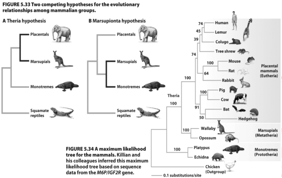 <strong> The maximum likelihood tree constructed for the mammals in the figures above supports which of the competing hypotheses for the evolutionary relationships among mammalian groups?</strong> A)The Marsupionta hypothesis C)Neither theory B)The Theria hypothesis D)Both theories