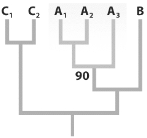 <strong> What does the 90 on the figure above indicate?</strong> A)There is 90% certainty that species A₁, A₂, and A3 are a monophyletic clade. B)The monophyletic clade of species A₁, A₂, and A3 appears as a monophyletic clade in 90% of all bootstrap replicates. C)Both of the above D)None of the above
